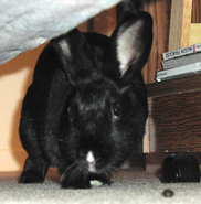 Sunny Bunny- foster rabbit - www.uszata.com