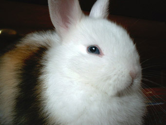 Latka - króliki - www.uszata.com