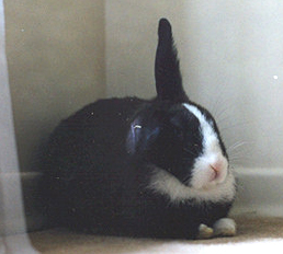 Lidka nasluchuje w kaciku - króliki - www.uszata.com